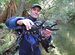Underwater cameraman Dave Abbott holds up a Giant freshwater lobster while on a filming assignment