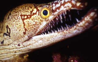 Closeup of Mosaic moray eel, New Zealand, © Dave Abbott