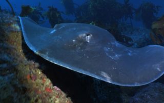 a huge stingray fills my frame, Poor Knights islands NZ, © Dave Abbott, Liquid Action films