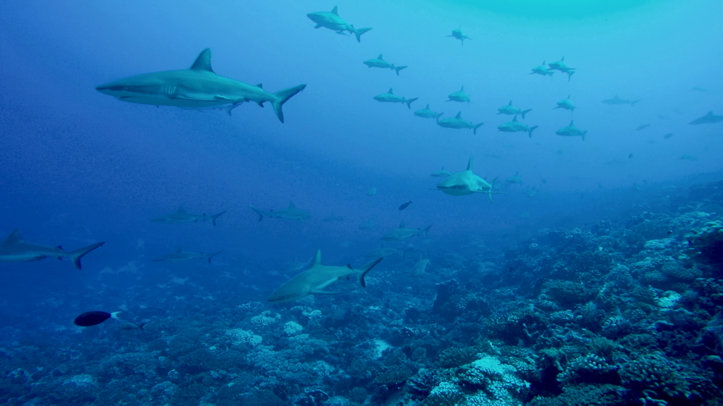 huge school of Reef sharks in the blue waters of Fakarava Pass in Tahiti, © Dave Abbott