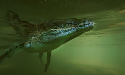 A Saltwater crocodile filmed from beneath as it hangs in the water in PNG, ©Dave Abbott A Saltwater crocodile filmed from beneath as it hangs in the water in PNG, ©Dave Abbott