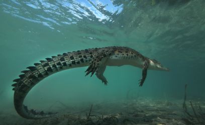 a saltwater crocodile hanging out above the seagrass in Papua New Guinea © Dave Abbott a saltwater crocodile hanging out above the seagrass in Papua New Guinea © Dave Abbott