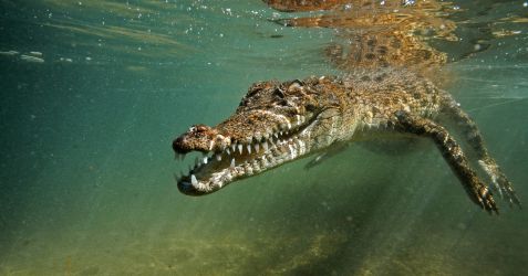 Saltwater croc becoming aggressive! © Dave Abbott Saltwater croc becoming aggressive! © Dave Abbott