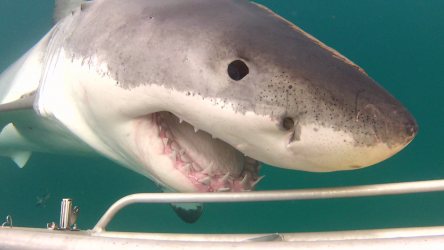 curious young White shark! © Dave Abbott curious young White shark! © Dave Abbott