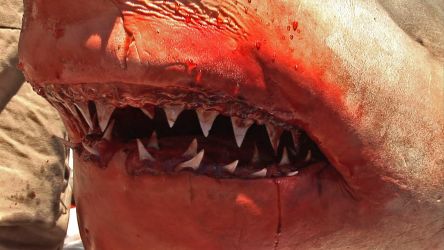 filming a White shark dissection, NZ a mouth full of big triangular teeth! © Dave Abbott filming a White shark dissection, NZ a mouth full of big triangular teeth! © Dave Abbott