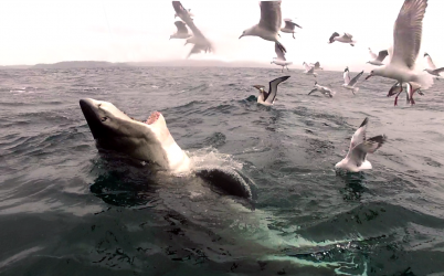 White shark breaching in the middle of seabirds, © Dave Abbott White shark breaching in the middle of seabirds, © Dave Abbott