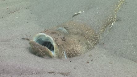 A stargazer gapes from his sandy lair,© D Abbott A stargazer gapes from his sandy lair,© D Abbott