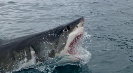 White shark breach and gape! © Dave Abbott White shark breach and gape! © Dave Abbott
