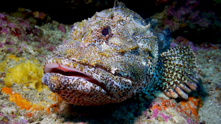 Large Scorpionfish, NZ © Dave Abbott Large Scorpionfish, NZ © Dave Abbott