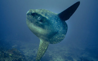 a Sunfish waiting to be cleaned, Indonesia, © Dave Abbott, Liquid Action Films