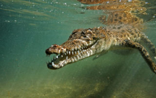 Saltwater croc becoming aggressive! © Dave Abbott