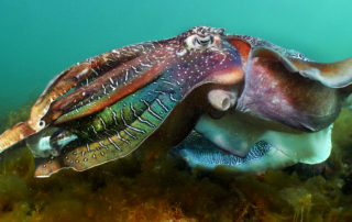 A pair of colourful Giant Cuttlefish displaying underwater in South Australia, cameraman Dave Abbott