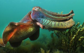 a beautiful male Giant Cuttlefish defending his female, © Dave Abbott