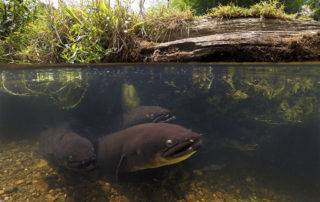 a group of Longfin eels emerge from under a log in a small New Zealand creek © Dave Abbott