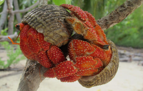 Hermit crab pair, Tahiti, © Dave Abbott